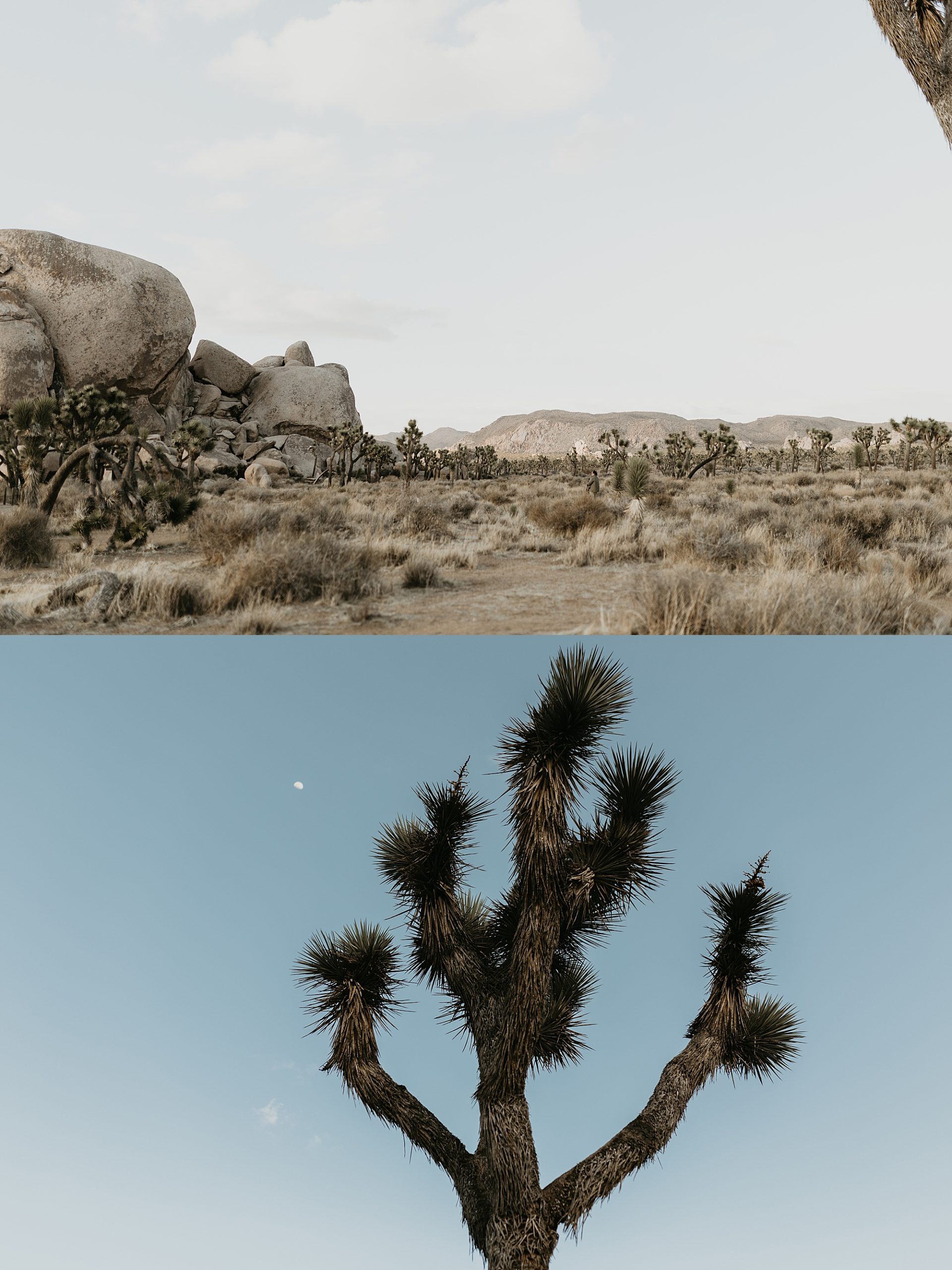 Joshua Tree Photography