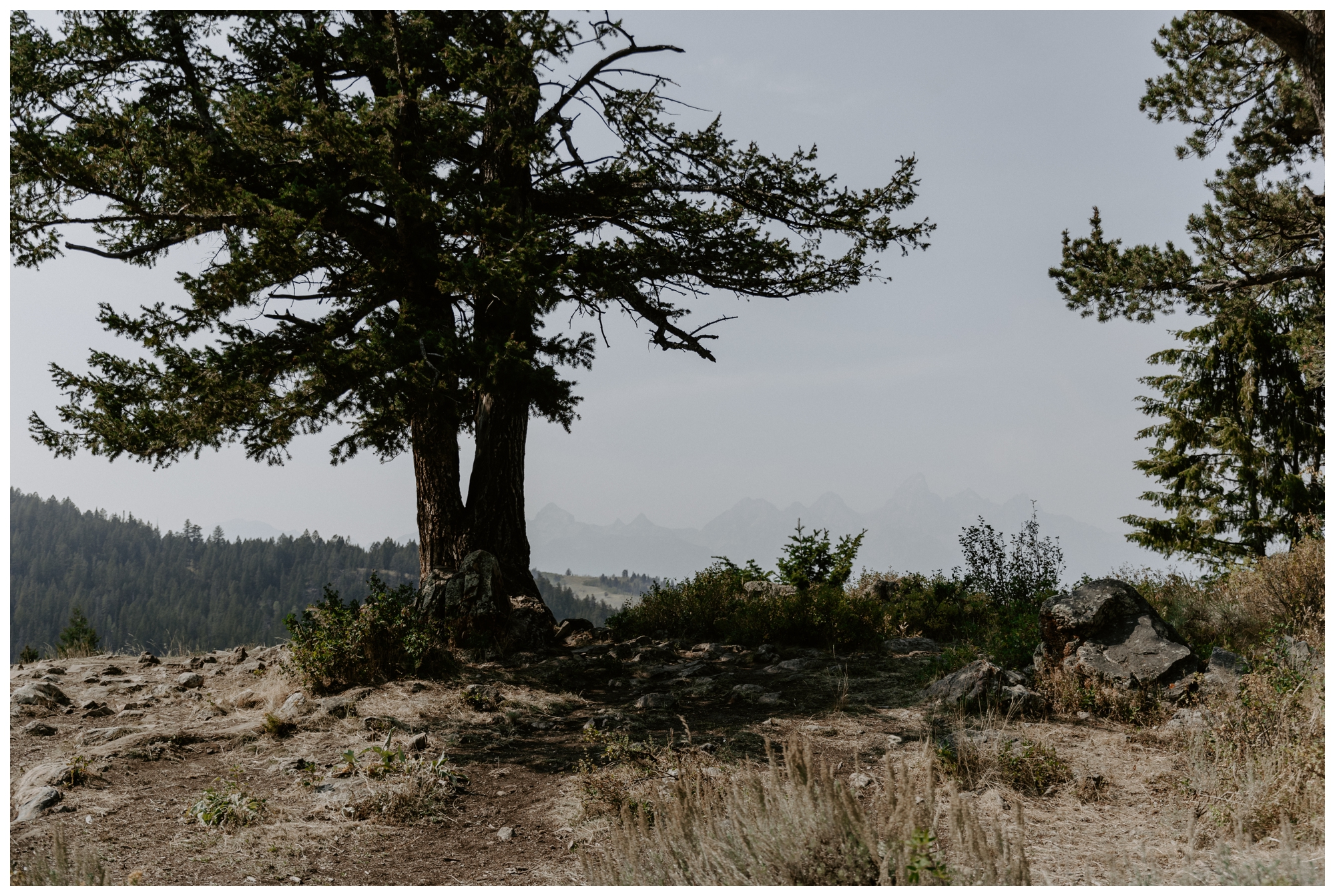 The Wedding Tree; Bridger-Teton National Forest; Grand Teton elopement locations