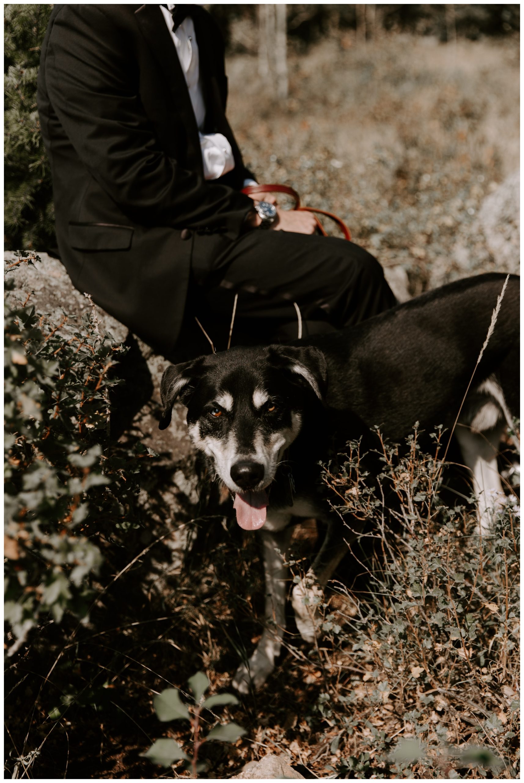 The Wedding Tree; Bridger-Teton National Forest; Grand Teton elopement locations
